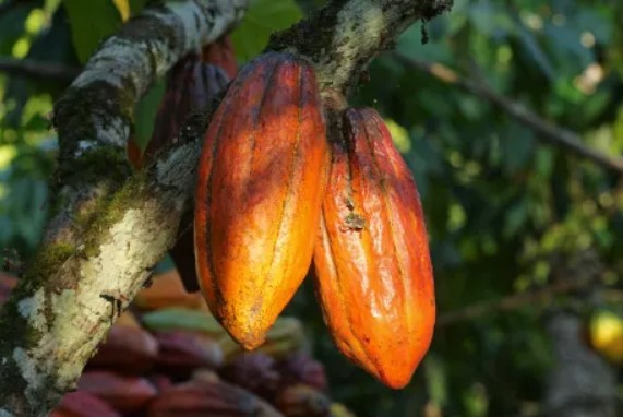 Ivory Coast’s Increase in Cocoa Farmgate Price Falls Short of Producers’ Expectations