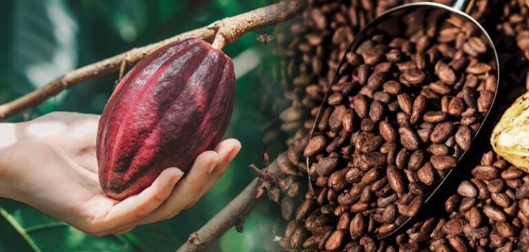 Cocoa Producer Price Increased to ₵3,100 per Bag