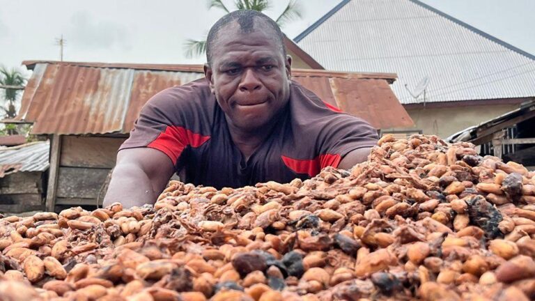 Cocoa market slump challenges farmers in West Africa despite booming chocolate sales