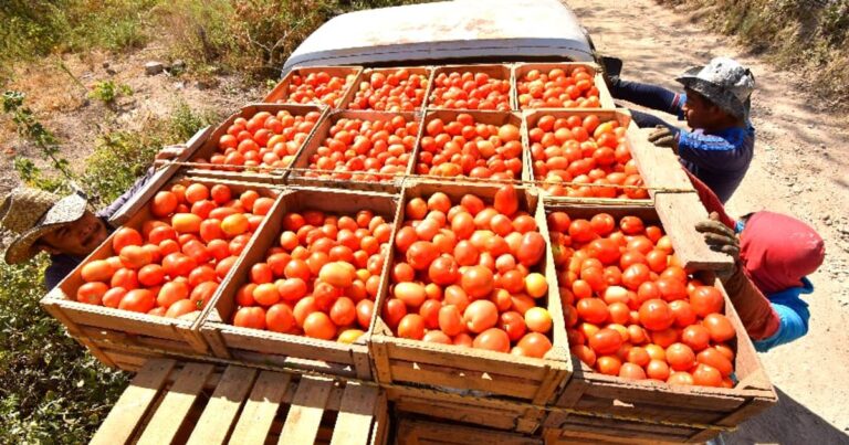 Tomato export ban in Burkina Faso sends shockwaves across West African markets