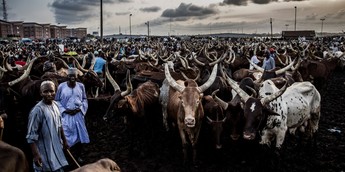 Nigeria eyes $74bn livestock expansion to curb food shortages and inflation