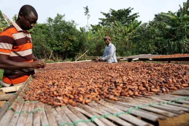 Cocoa farmers warn bumper harvest threatened by payment delays