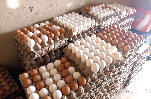 Government explores egg powder production to tackle glut