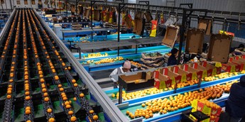 South Africa becomes top citrus exporter after shipping 2.9 million tonnes