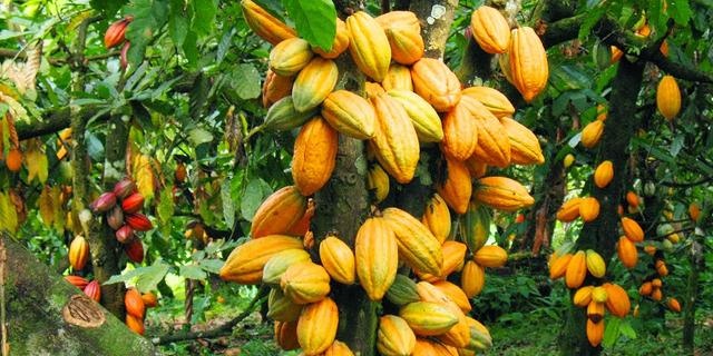 Gov’t maintains cocoa producer price for 2025/2026 light crop season 