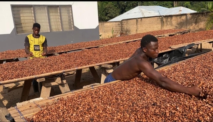 COCOBOD releases GH¢2.6bn to LBCs to settle cocoa farmers