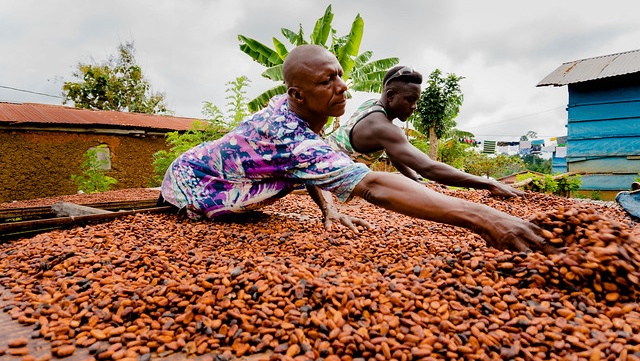Cocoa farmers urge review of Bill before presidential assent