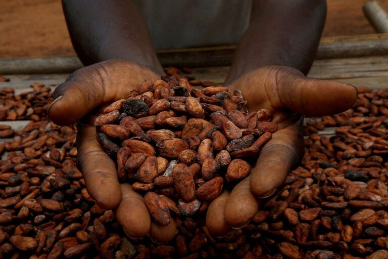 Disappointment as Ivory Coast keeps cocoa price unchanged