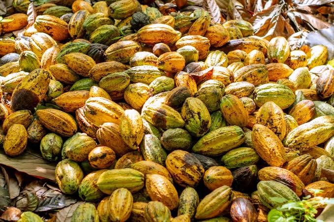 Ghana opens 2026/27 Cocoa Season with producer price of Ghc 42,400 per tonne