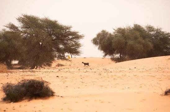 UN issues call to action on world’s vital dryland forests